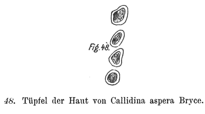 Habrotrocha aspera Habrotrocha aspera