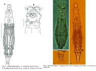 Habrotrocha aspera
