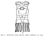 Habrotrocha aspera