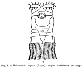 Habrotrocha aspera