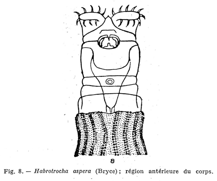 Habrotrocha aspera Habrotrocha aspera