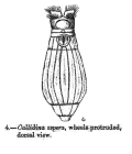 Habrotrocha aspera