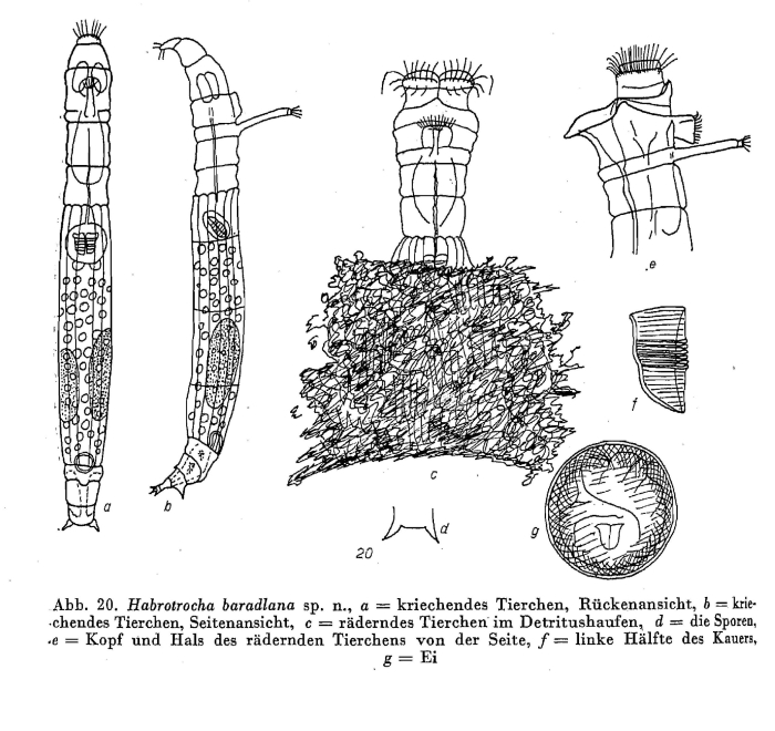Habrotrocha baradlana - Original description image