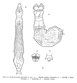 Habrotrocha bartosi - Original description image