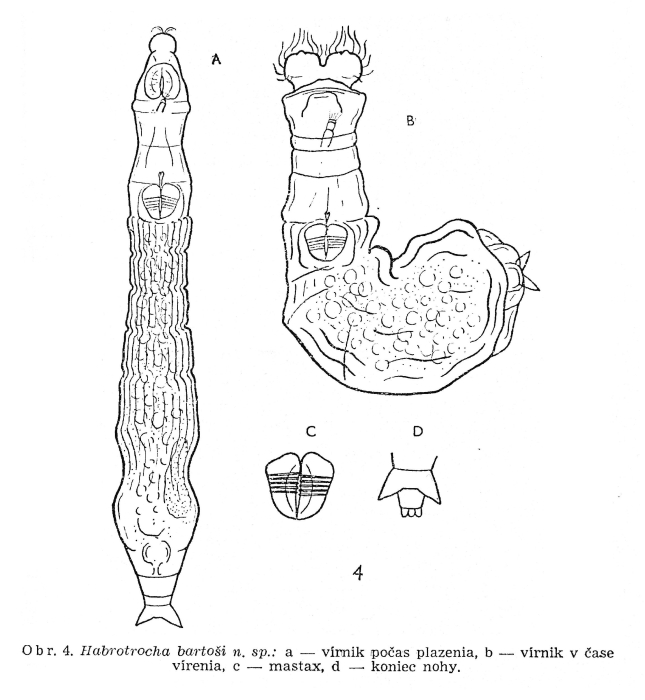 Habrotrocha bartosi - Original description image
