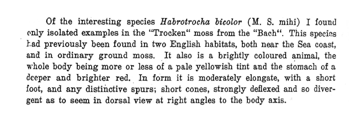 Habrotrocha bicolor - Original description image
