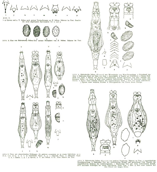 Habrotrocha bidens