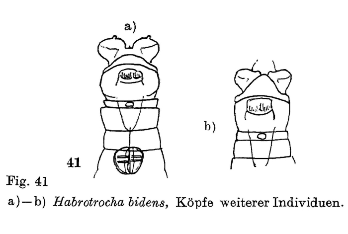 Habrotrocha bidens Habrotrocha bidens