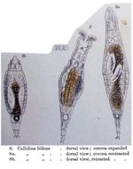 Habrotrocha bidens
