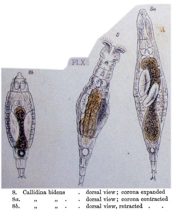 Habrotrocha bidens Habrotrocha bidens