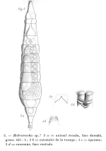 Habrotrocha bidens