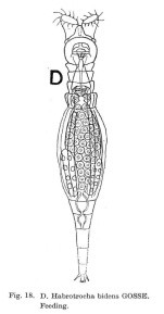 Habrotrocha bidens