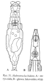 Habrotrocha bidens