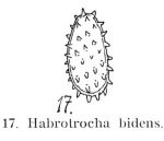 Habrotrocha bidens