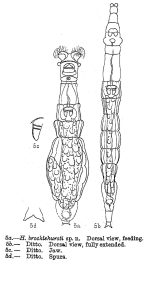 Habrotrocha brocklehursti - Original description image