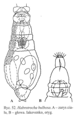 Habrotrocha bulbosa
