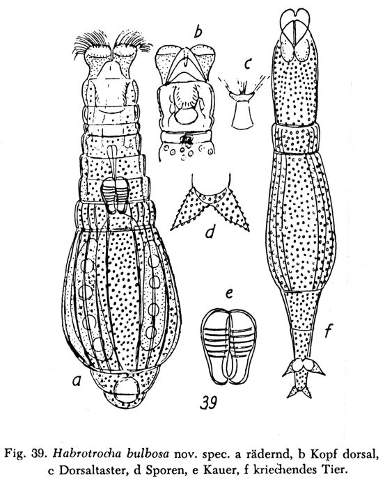 Habrotrocha bulbosa - Original description image