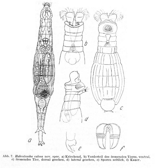 Habrotrocha calosa - Original description image