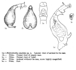Habrotrocha caudata - Original description image