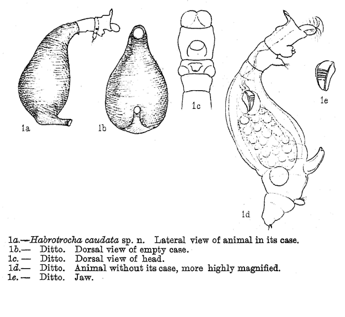 Habrotrocha caudata - Original description image
