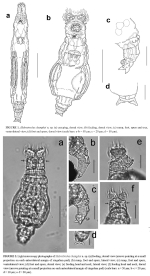 Habrotrocha changhoi - Original description image