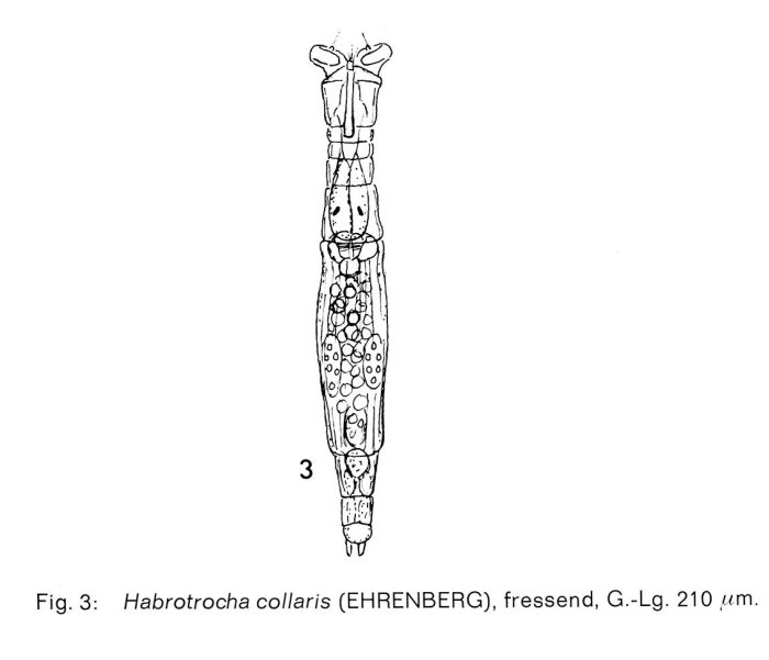Habrotrocha collaris