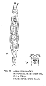 Habrotrocha collaris