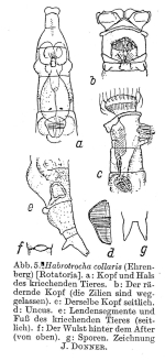 Habrotrocha collaris