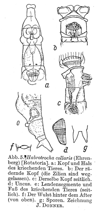 Habrotrocha collaris Habrotrocha collaris