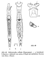 Habrotrocha collaris