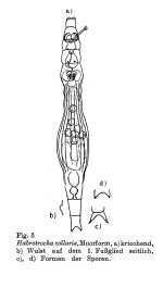 Habrotrocha collaris