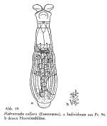 Habrotrocha collaris
