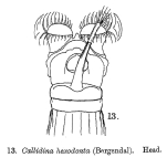 Habrotrocha collaris