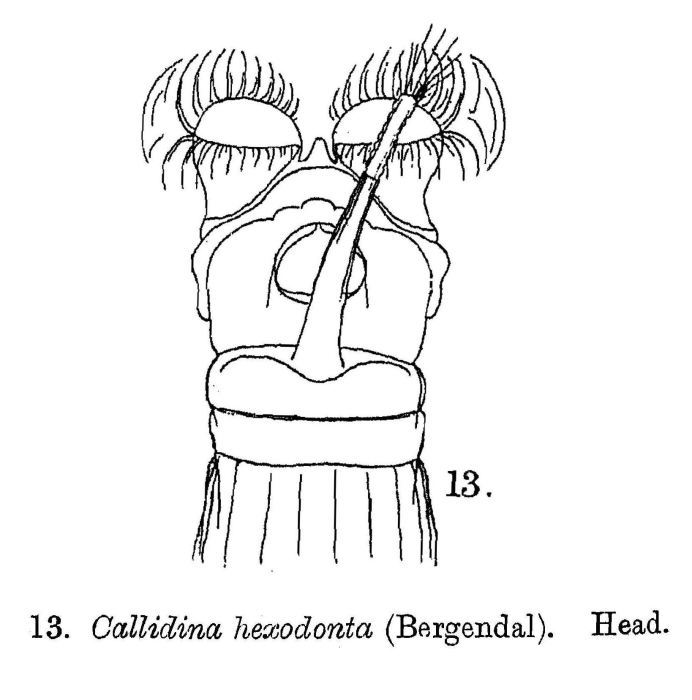 Habrotrocha collaris