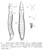 Habrotrocha collaris