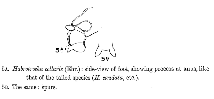 Habrotrocha collaris Habrotrocha collaris