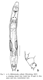 Habrotrocha collaris