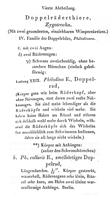 Habrotrocha collaris - Original description image