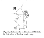 Habrotrocha colliflectens