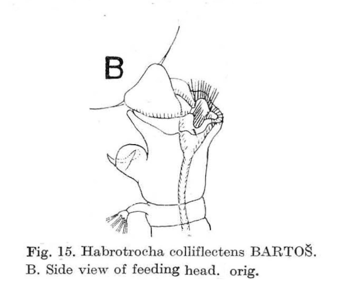Habrotrocha colliflectens Habrotrocha colliflectens