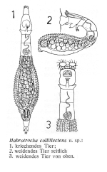 Habrotrocha colliflectens - Original description image
