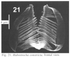 Habrotrocha constricta