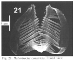 Habrotrocha constricta