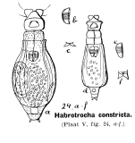 Habrotrocha constricta