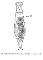 Habrotrocha constricta