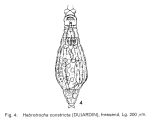 Habrotrocha constricta