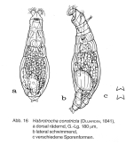 Habrotrocha constricta