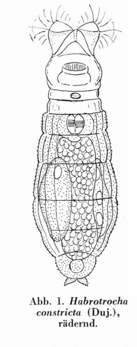 Habrotrocha constricta Habrotrocha constricta