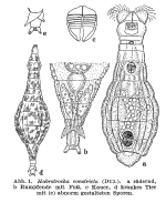 Habrotrocha constricta
