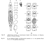 Habrotrocha constricta